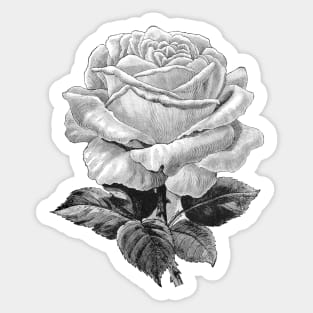 White Rose Black-White Illustration Sticker